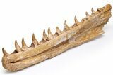 Mosasaur Jaw with Eleven Teeth - Morocco #225308-4